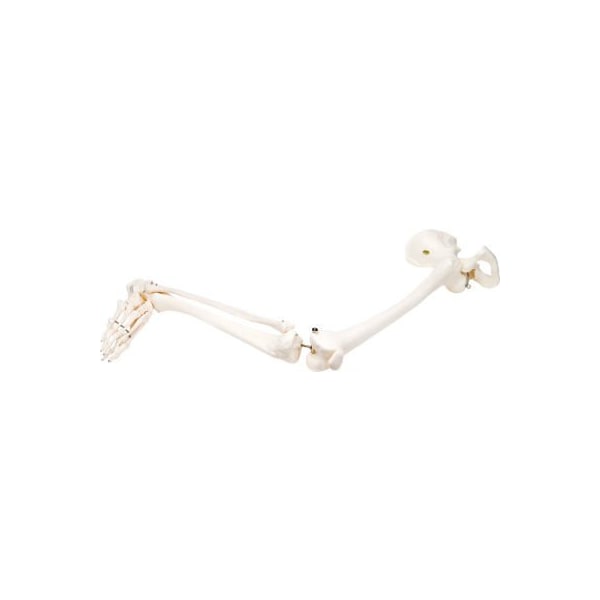 3B Anatomical Model - Loose Bones, Leg Skeleton with Hip, Right